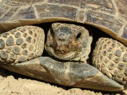 desert turtle